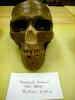 anatomically modern skull.JPG (30832 bytes)