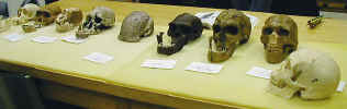 skulls.JPG (30431 bytes)